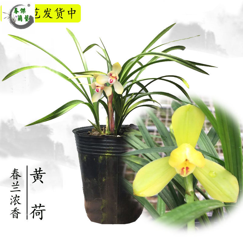 兰花苗春兰荷瓣黄荷冬季带花苞开花浓香室内花卉盆栽自然栽培好养