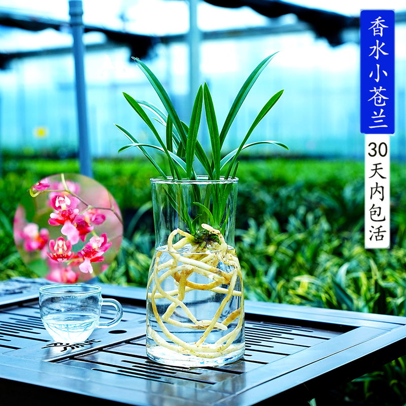 5种颜色水培香水小苍兰花苗红粉室内浓香花卉耐寒植物冬季带花苞 鲜花速递/花卉仿真/绿植园艺 国兰/杂交兰/洋兰类 原图主图