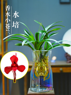 建花卉耐寒植物冬季 水培香水兰花苗久红素室内植物浓香四季 带花苞