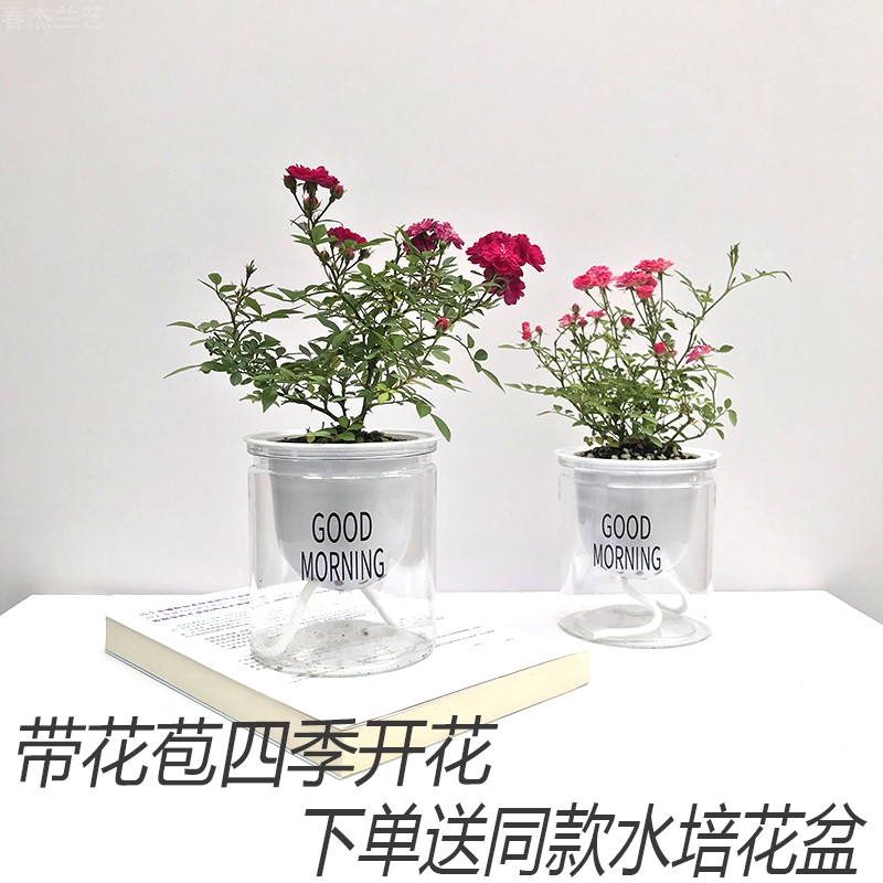 多种花色带花苞四季开花迷你型超微月季玫瑰水培客厅桌面绿植花卉