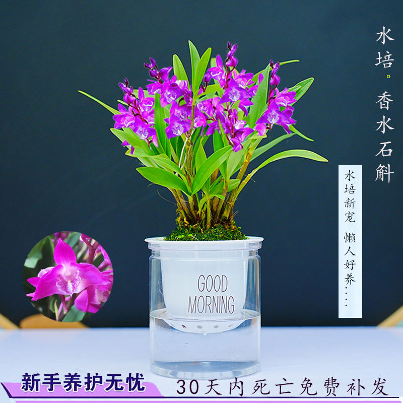 新款水培四季常绿香水七夕彩石斛兰花室内客厅好养花卉冬季带花苞