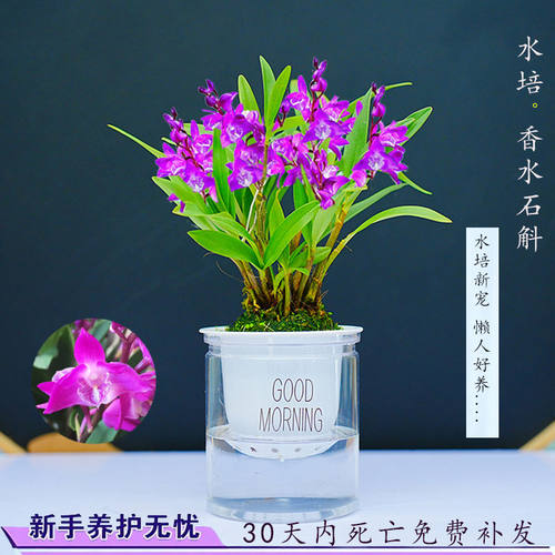 新款水培四季常绿香水七夕彩石斛兰花室内客厅好养花卉冬季带花苞