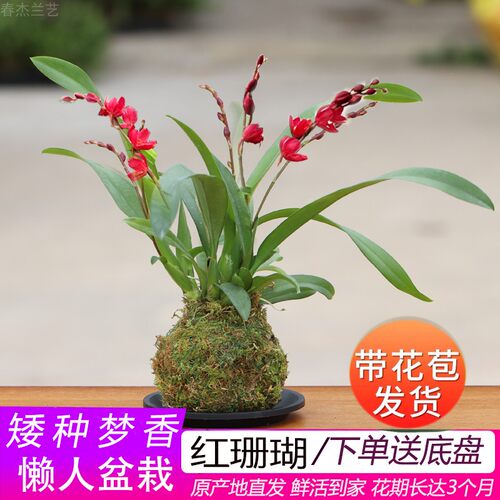 春杰兰艺洋兰文心兰桌面红花