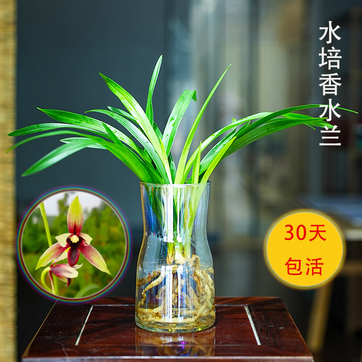 水培香水兰花苗室内植物开花浓香四季建兰花卉耐寒植物冬季带花苞