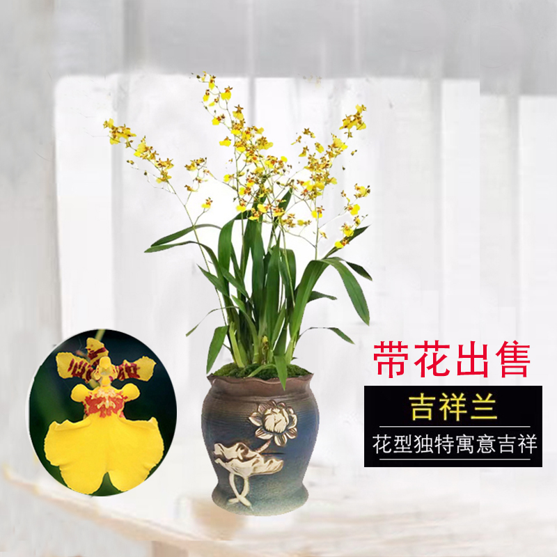 兰花苗 香水文心兰梦香吉祥兰 现带花苞出售跳舞兰盆栽好养花卉