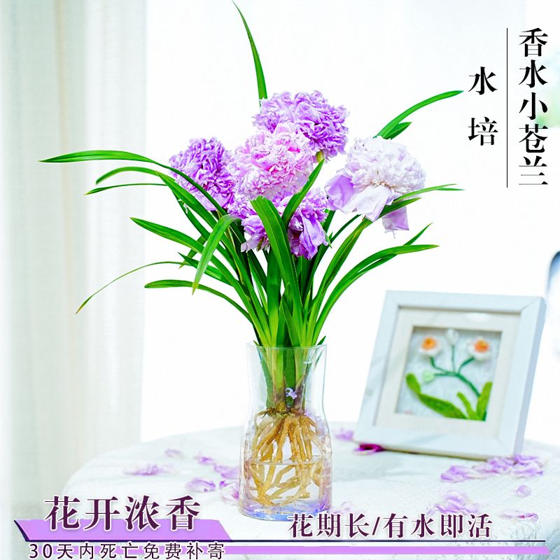 新品水培香水兰花苗盛世牡丹室内浓香型花卉植物冬带花苞净化空气