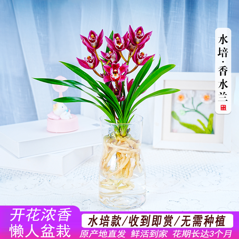 水培香水苍兰花苗红色室内植物浓香四季建花卉耐寒植物冬季带花苞