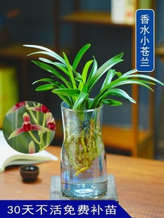 建花卉耐寒植物冬季 水培香水兰花苗中矮种室内植物浓香四季 带花苞