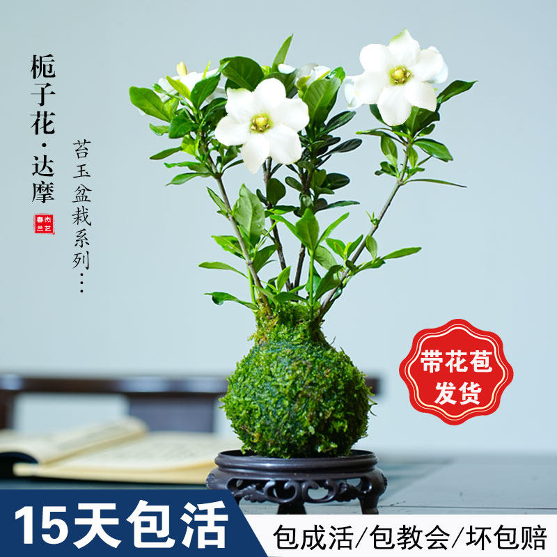 精品六瓣栀子花苗摩达开花浓香好养室内栽四季常夏绿季盆开xnl花