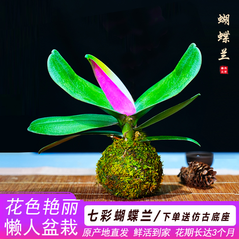 新品七彩蝴蝶兰苔藓球室内客厅