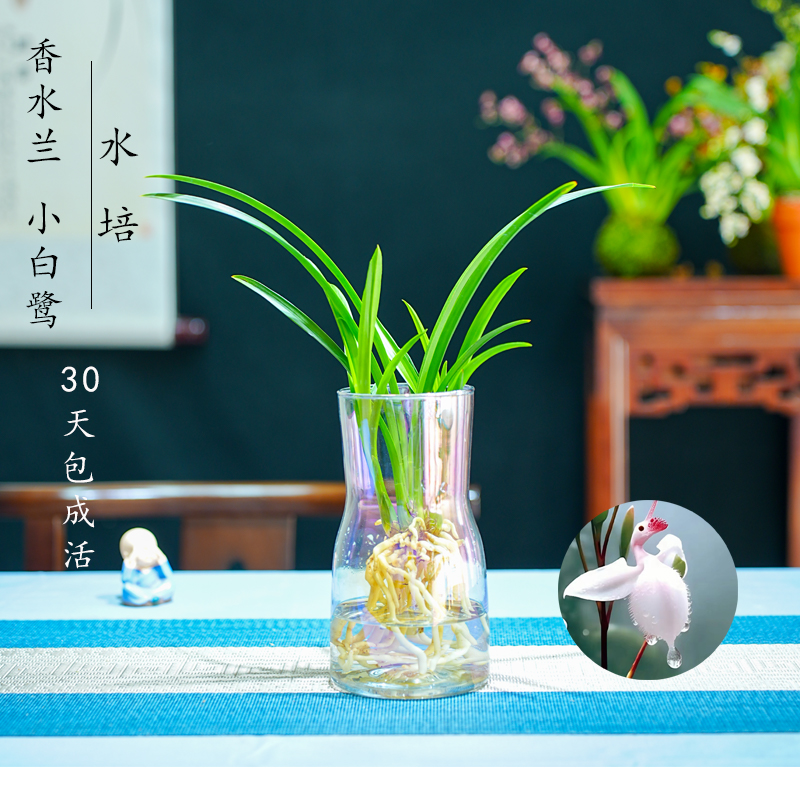 水培香水兰小白鹭兰花苗