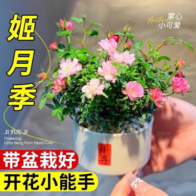 姬月季花卉绿植室内小盆栽