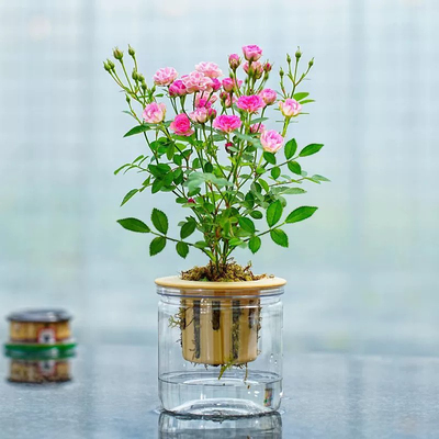 姬月季迷你小盆栽多头开花水培超微月季客厅办公室内桌面植物