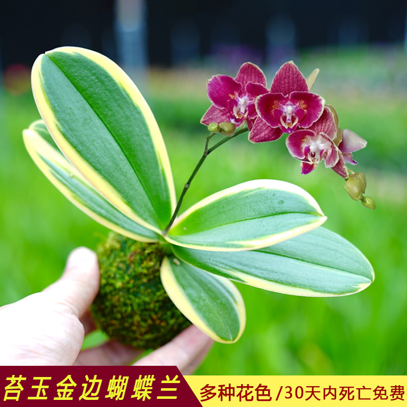 苔玉迷你金边蝴蝶兰花矮种金叶咖啡花苞名贵盆栽花卉植物花苗兰草