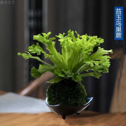 苔藓蕨类植物价格 苔藓蕨类植物图片 星期三