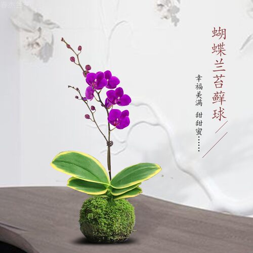 春杰兰艺蝴蝶兰花金边迷你