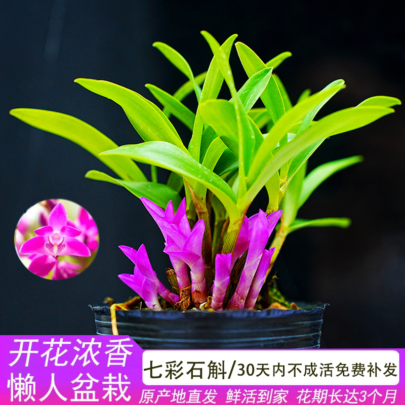 新品七彩香水石斛兰即将带红芽室内盆栽花卉绿植冬季开花浓香好养