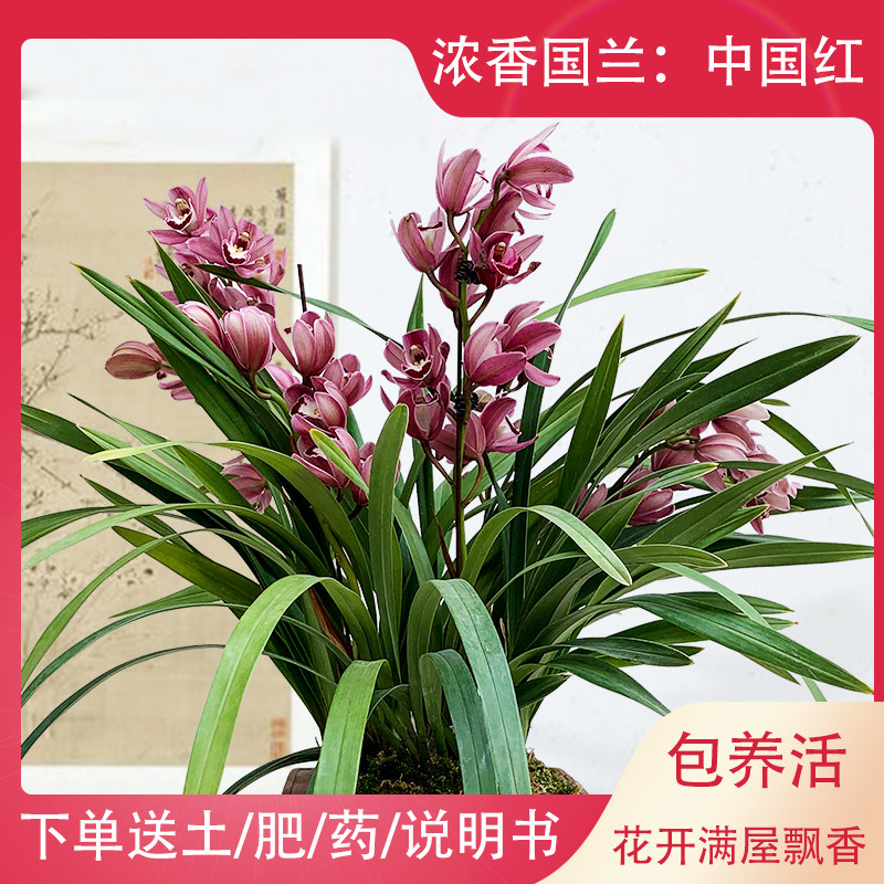 兰花苗中国红开花浓香大花冬季带花苞四季兰花花卉盆栽室内绿植物