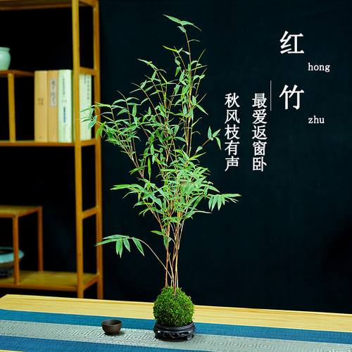 春杰兰艺红杆观音竹好养活观赏竹