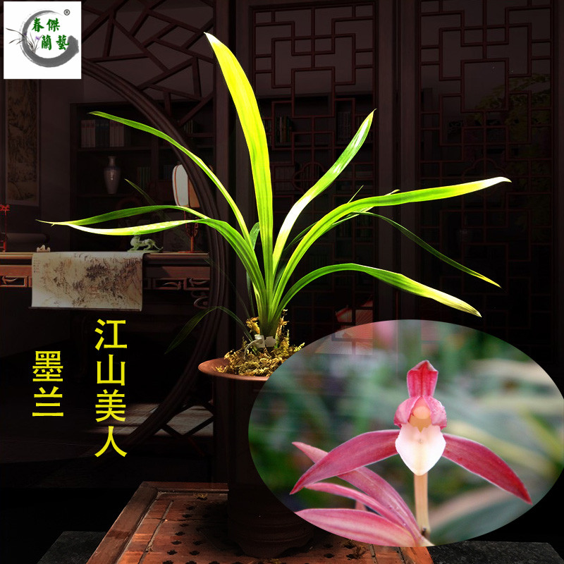 墨兰江山美人红花素白舌老种兰花苗室内花卉盆栽绿植花艺双全铭品