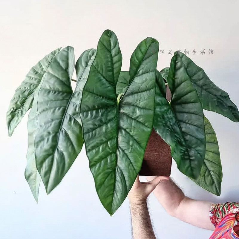 银盾海芋蓝色妖姬静谧海妖室内观叶网红盆栽办公室好养桌面绿植物