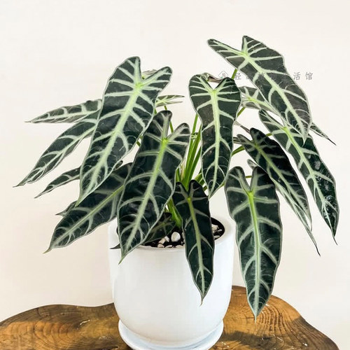 小仙女海芋竹芋室内盆栽耐阴桌面黑叶观音莲绿植物网红好养ins风