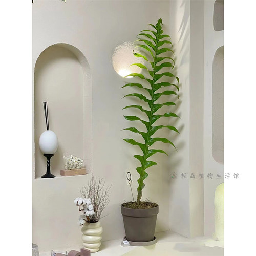 王冠蕨皇冠蕨巨叶崖姜蕨盆栽室内耐阴好养绿植防辐射网红大型蕨类