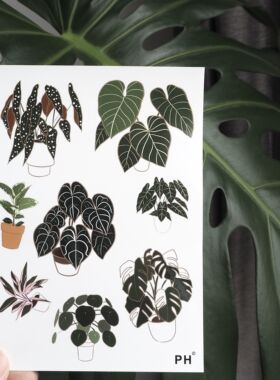 热植周边热植贴纸原创明脉荣耀鳟鱼秋海棠花烛绿鹅海芋白锦龟背竹