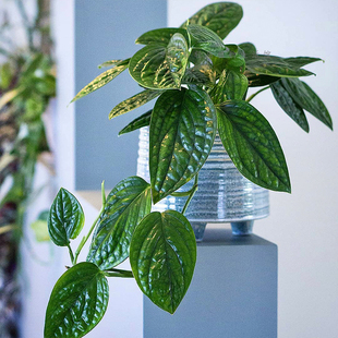 泰国绿萝墨西哥秘鲁皱叶龟背竹绿植盆栽室内净化空气绿植物爬藤