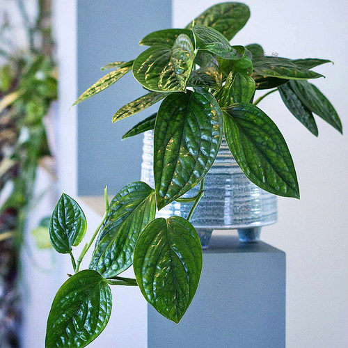 泰国绿萝墨西哥秘鲁皱叶龟背竹绿植盆栽室内净化空气绿植物爬藤