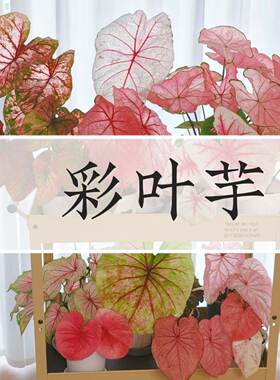 彩叶芋合集甜心白色恋人粉色和声飞溅幻想曲海王轻岛直播专拍链接