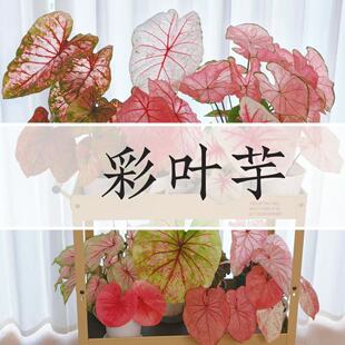 彩叶芋合集甜心白色恋人粉色和声飞溅幻想曲海王轻岛直播专拍链接