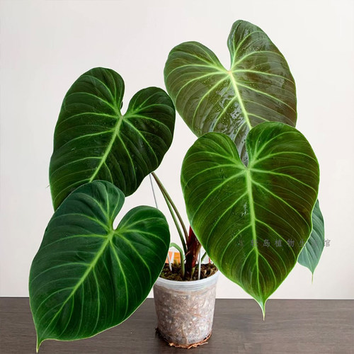 巧克力蔓绿绒奢华P. EIchocored荧光好养观叶室内进口好养盆栽ins
