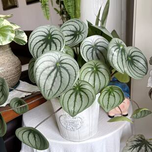 麒麟瓜西瓜皮椒草盆栽豆瓣绿绿植室内观叶植物好养易活水培ins风