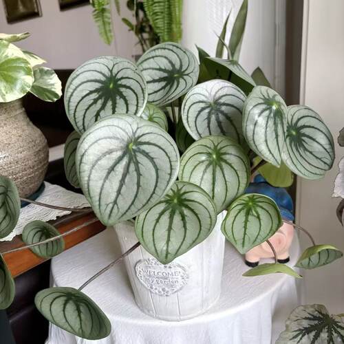 麒麟瓜西瓜皮椒草盆栽豆瓣绿
