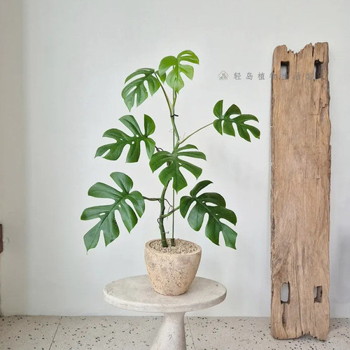 姬龟背圆叶迷你龟背竹盆栽室内耐阴水养水培花卉净化空气绿植物