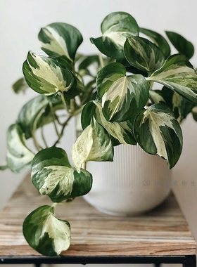 快乐叶子油画花叶绿萝网红观叶植物垂吊爬藤室内客厅阳台净化空气