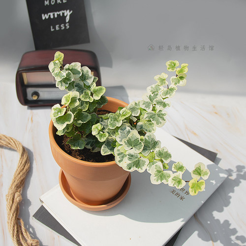 日本雪莹花叶常春藤稀有网红ins风爬藤绿植盆栽好养阳台包邮多株