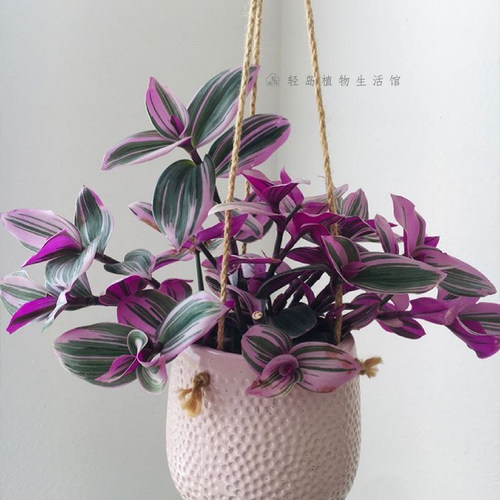 油画婚礼吊兰锦胭脂云紫露草粉色植物少女心花卉室内阳台绿植盆栽