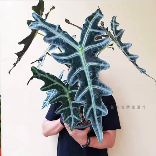 诺比海芋鱼骨泰国杰稀有观叶热植物书房办公室庭院天南星科绿盆栽