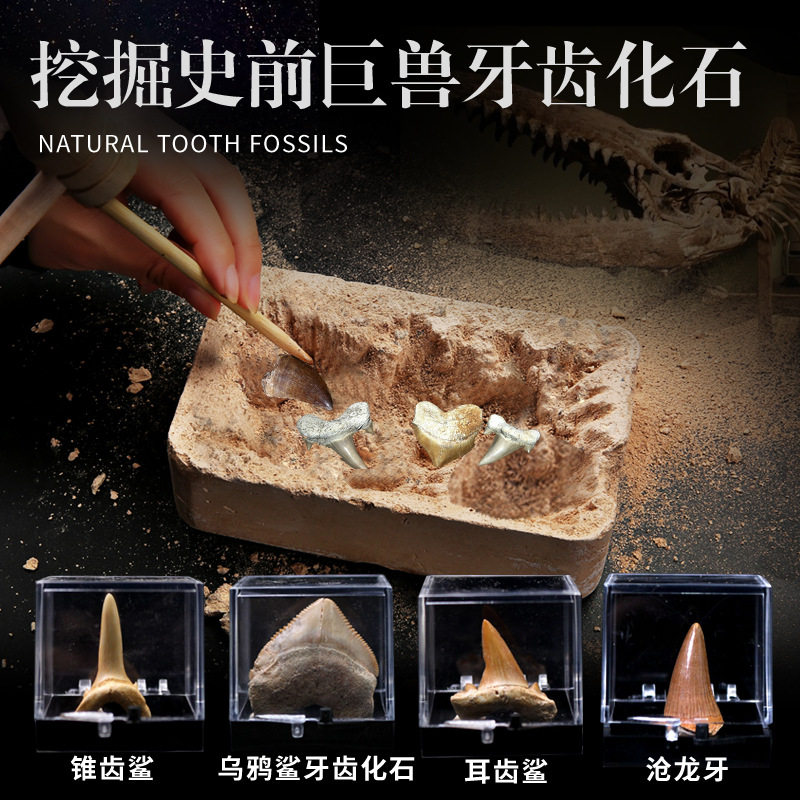儿童考古挖掘玩具天然真化石沧龙牙巨齿鲨鱼牙齿古生物标本挖宝