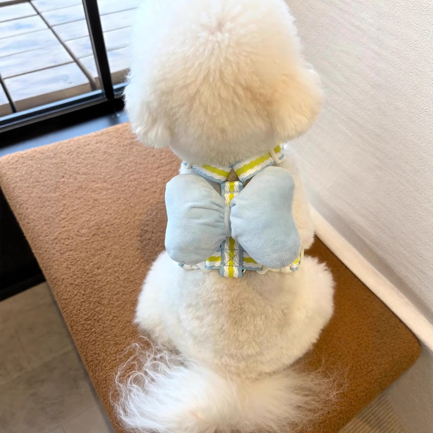 可爱狗绳牵引绳小型犬高颜值户外专用可调节防挣脱溜猫神器背心式