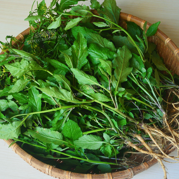 塘葛菜种子 蔊菜野油菜鸡肉菜绿豆草 蔬菜野菜籽阳台盆栽 满包邮