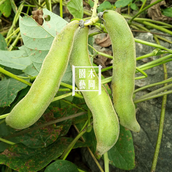 狗爪豆种子苗 猫豆龙爪白黎豆美味特色野菜中草药材植物 满包邮