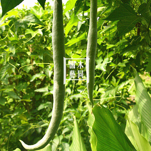 蛇瓜种子 蛇王瓜蛇丝瓜大豆角爬藤蔬菜野菜盆栽大田高产 满包邮