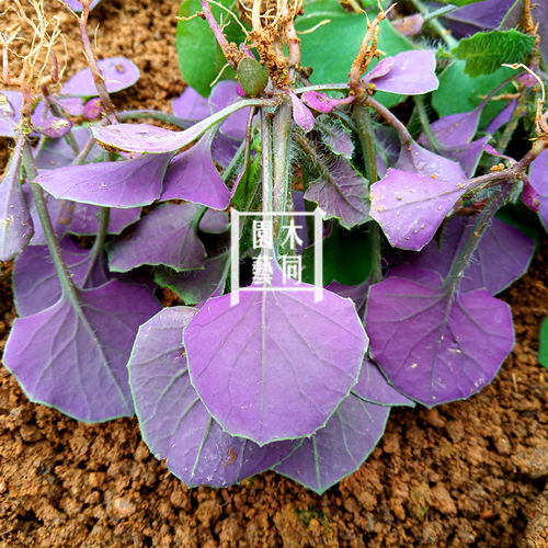 一点红种子 叶下红红背羊蹄草 蔬菜野菜中草药材阳台盆栽 满包邮