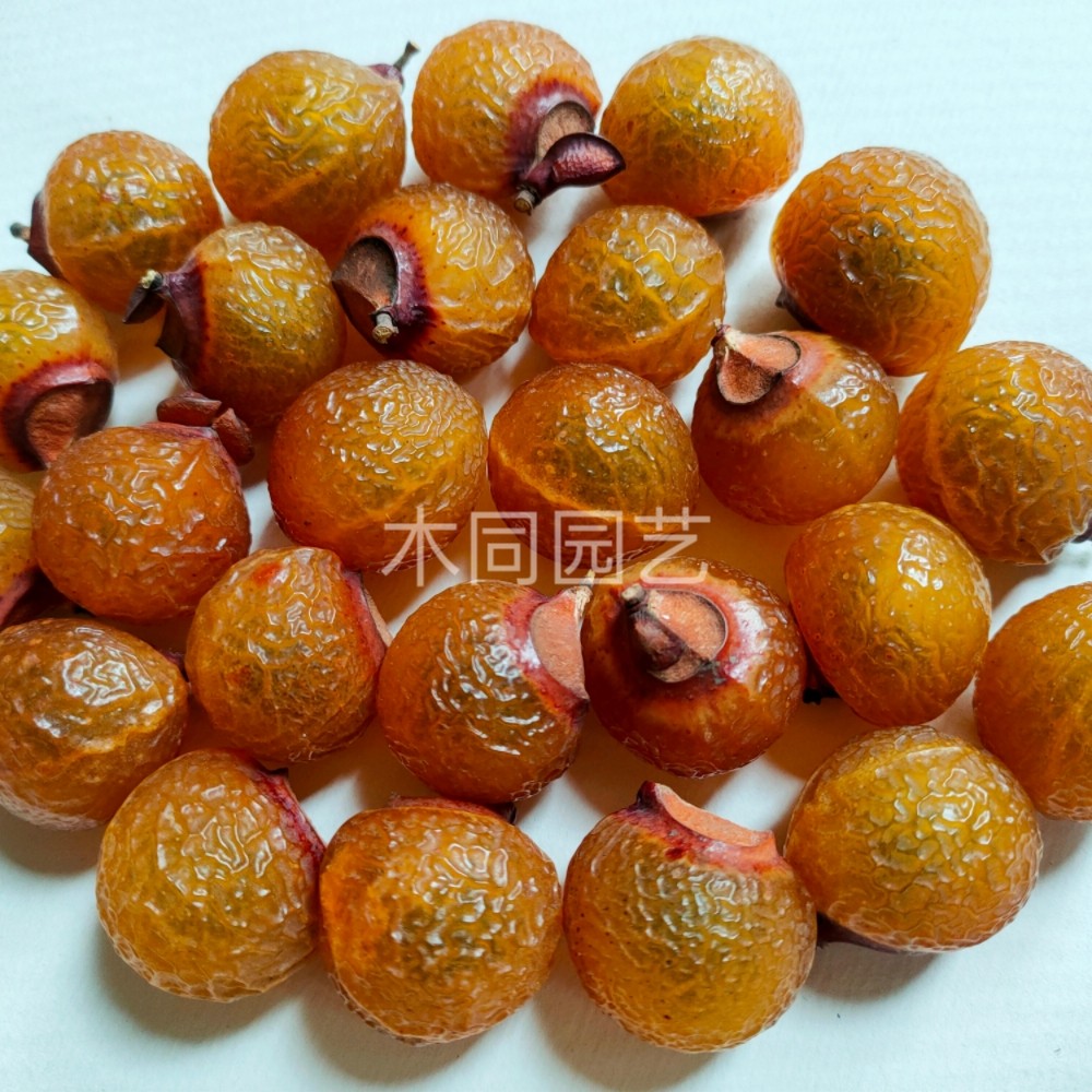 无患子 洗手果 纯天然文玩菩提原籽手串佛珠吊坠挂件手工diy材料