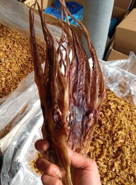 鱿鱼头须干尤鱼鱿鱼头章鱼头须温州海鲜干货炒菜煲汤