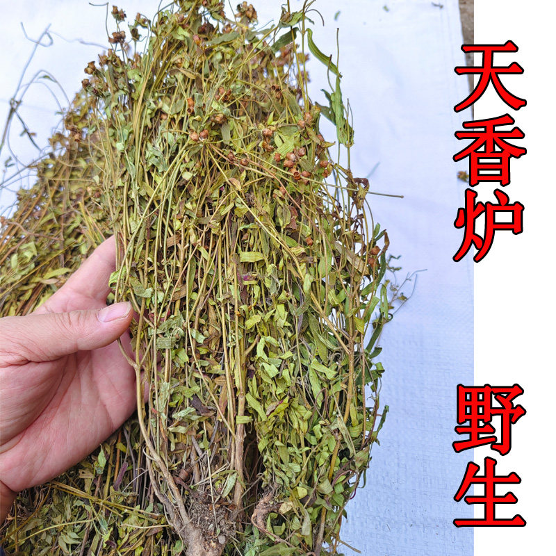 天香炉 广西 朝天罐 野生 天吊香仰天盅小金钟金香炉蜂窝草中药材