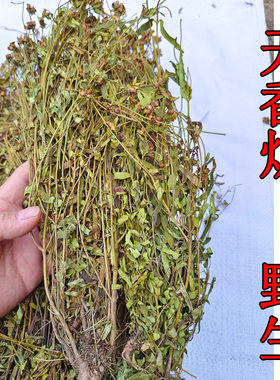 野生广西天香炉朝天罐仰天盅